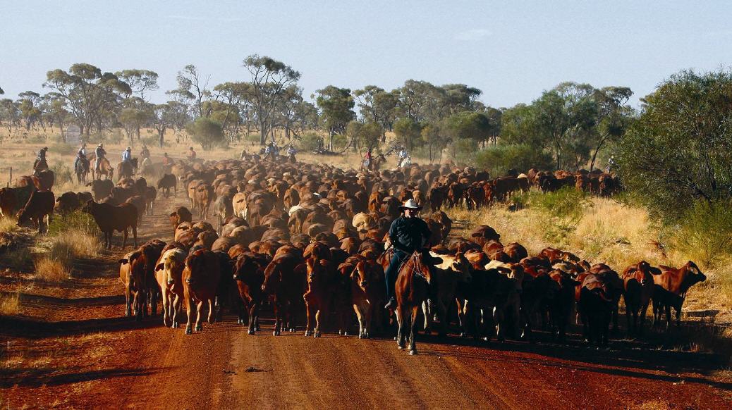 Viehtrieb durchs australische Outback