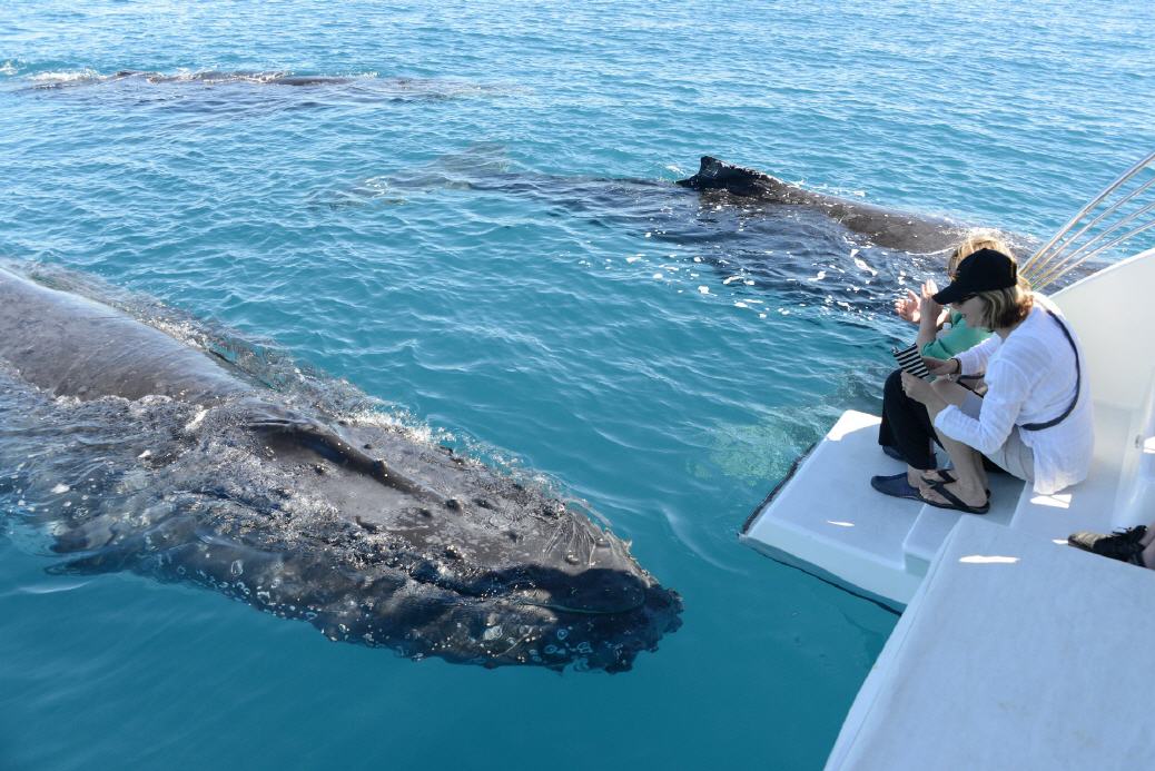 Whale-Watching vor Queenslands Küste