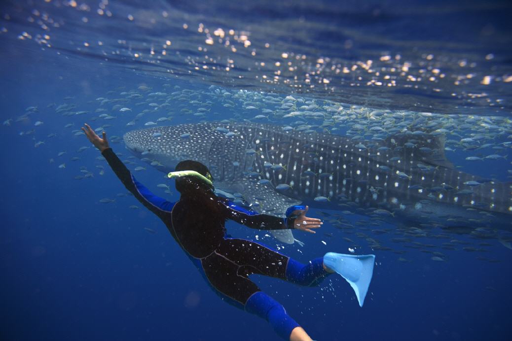 Ningaloo Reef: Schwimmen mit Walhaien