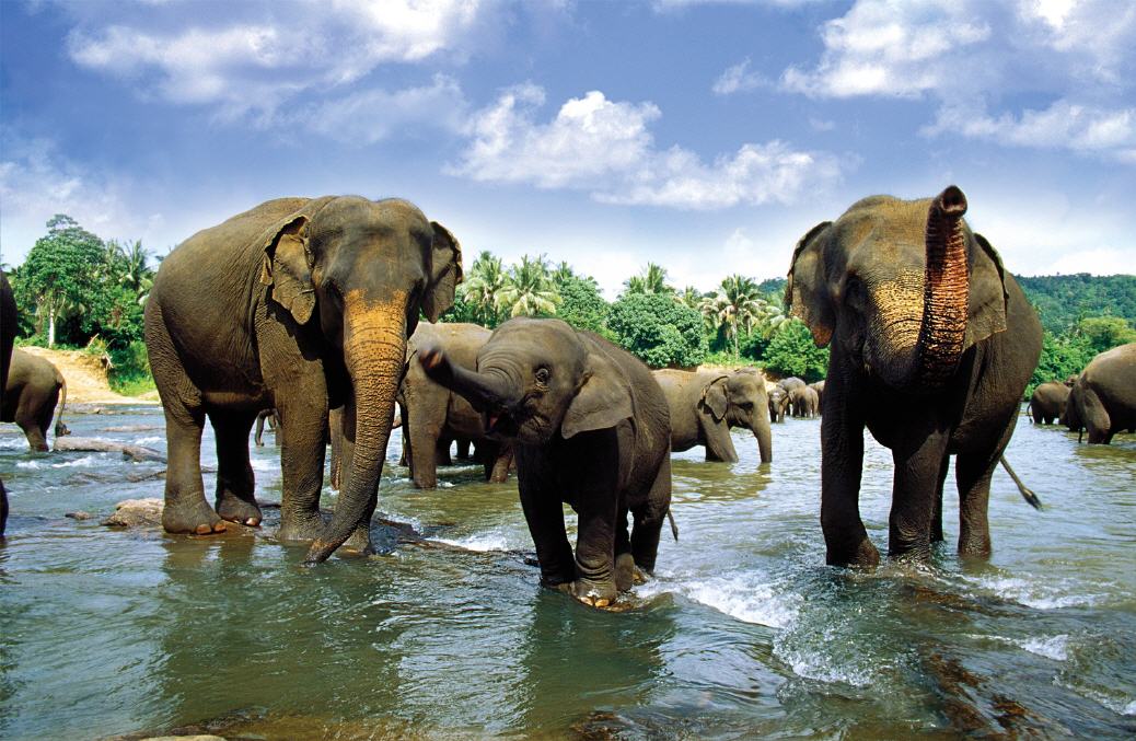 Elefantenherde an einer Wasserstelle