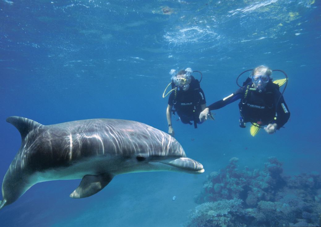Dolphin Reef Eliat: Taucher mit Delfin