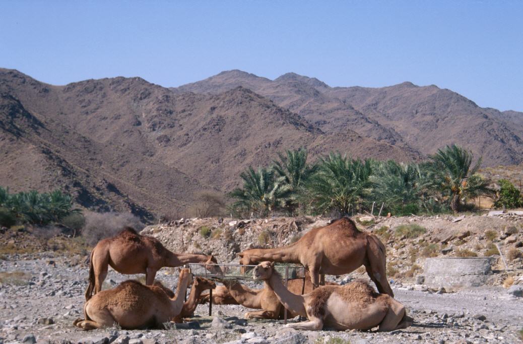 Kamele im Hajar Gebirge