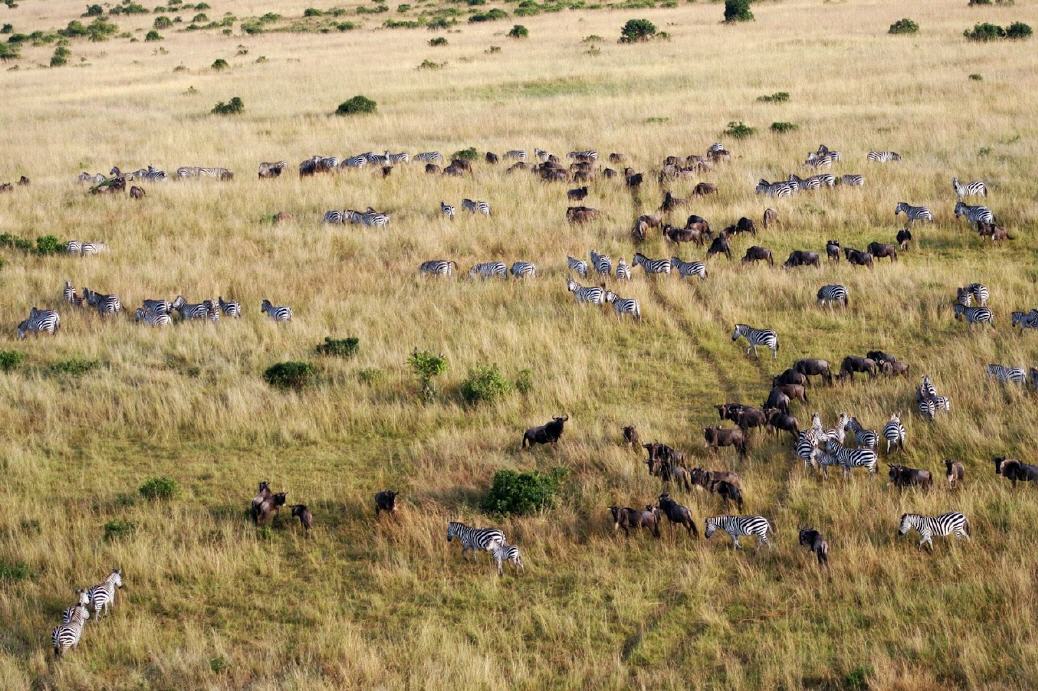Große Tierwanderung in der Masai Mara