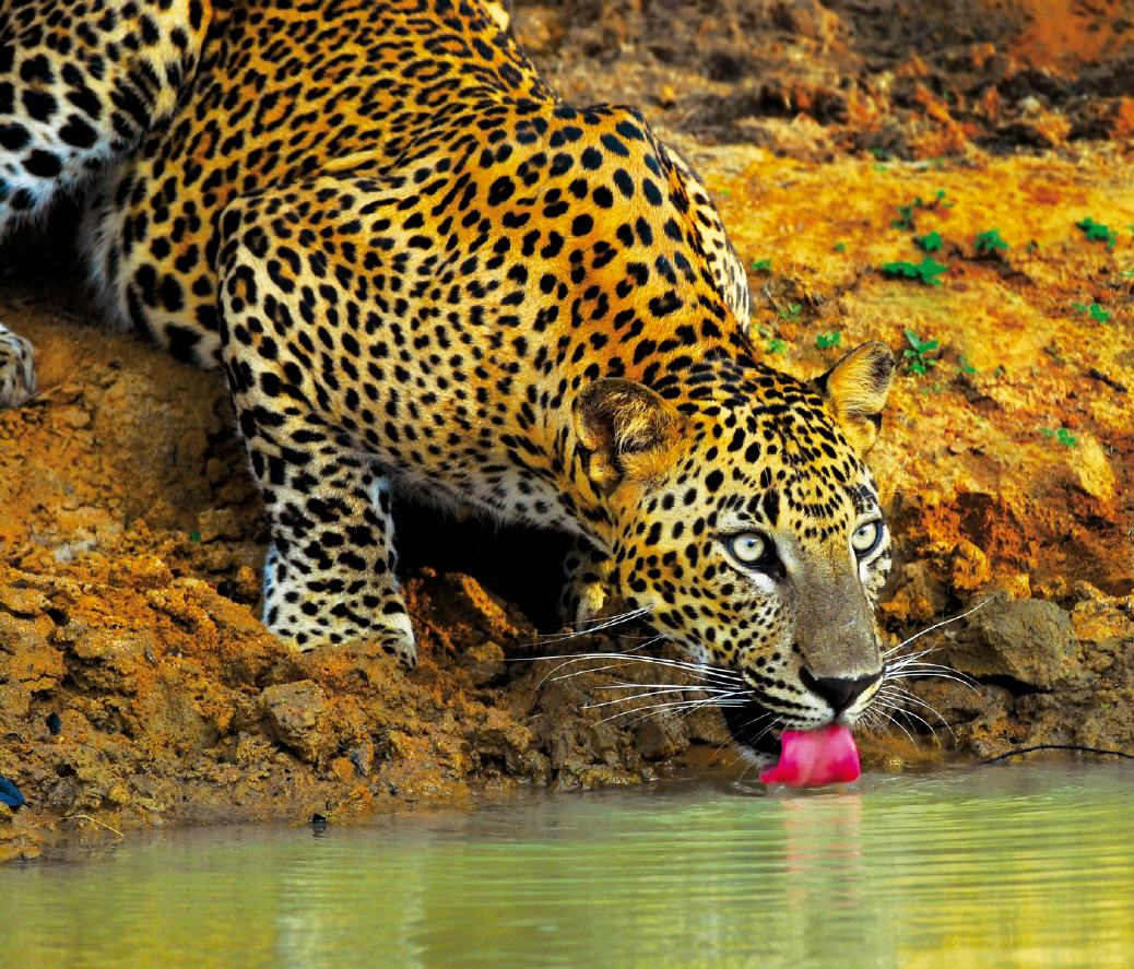 Leopard an einer Wasserquelle