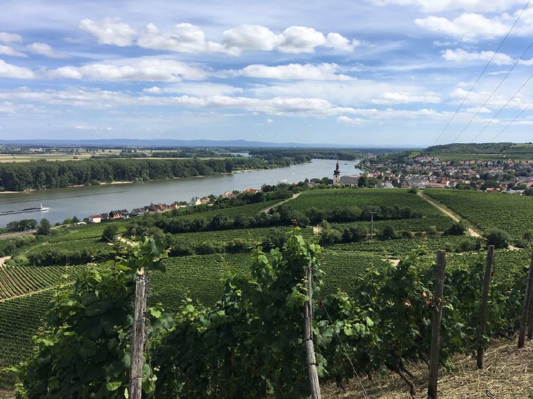 Blick auf "Vater Rhein" und Nackenheim