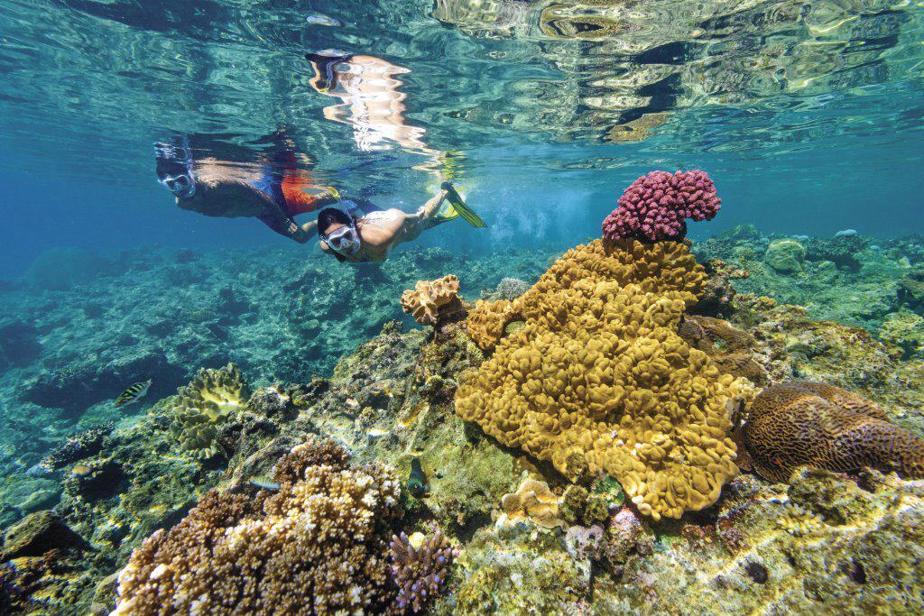Bunte Korallen und schillernde Fischschwärme