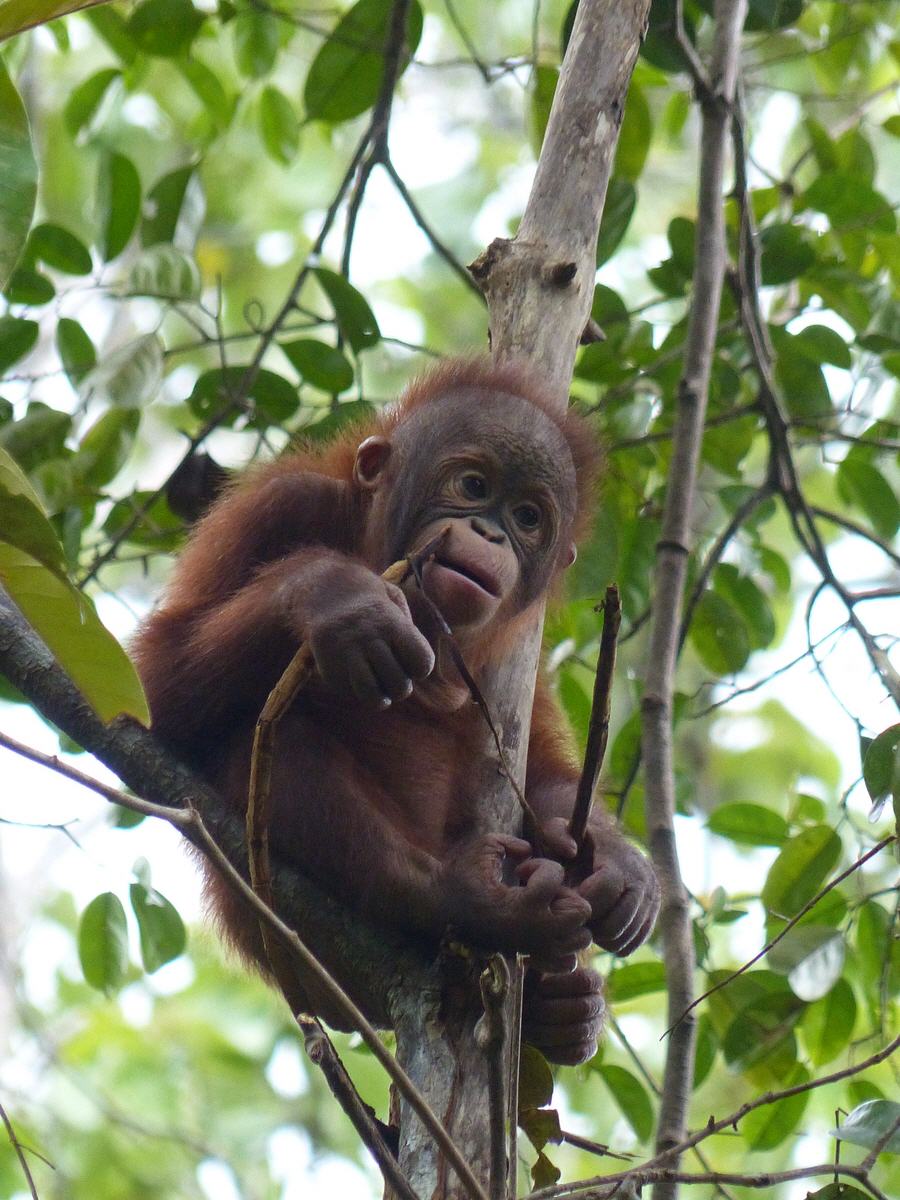 Semenggoh Wildlife Center Sarawak / Borneo