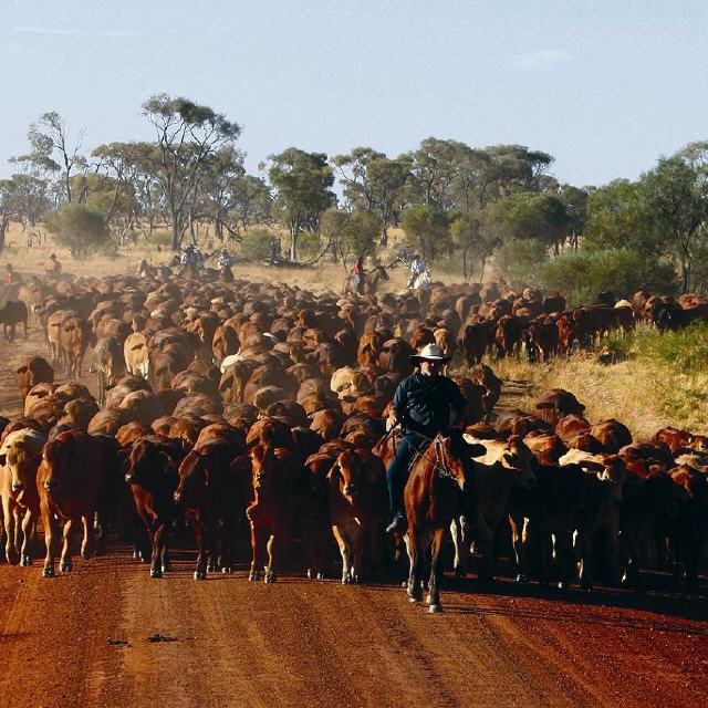 Redford Trail: Viehtreck durch Queenslands Outback