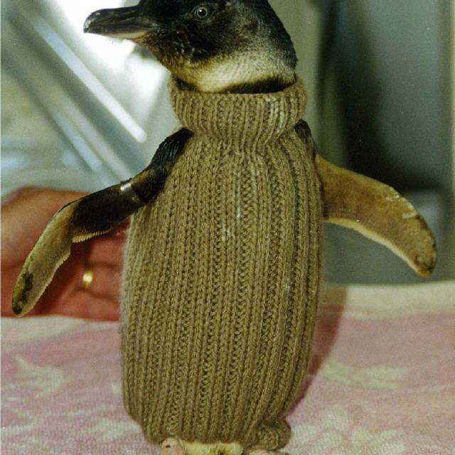 Australien: Strick-Pullis für Pinguine