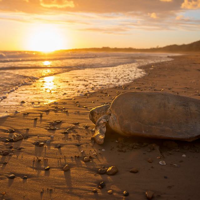 Schildkröten an Australiens Küste beobachten