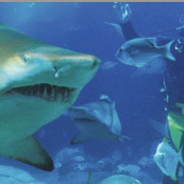 Australien: Tauchgänge mit Haien