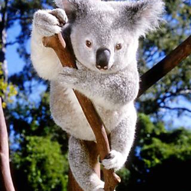Australien: Koala-Sitter für einen Tag