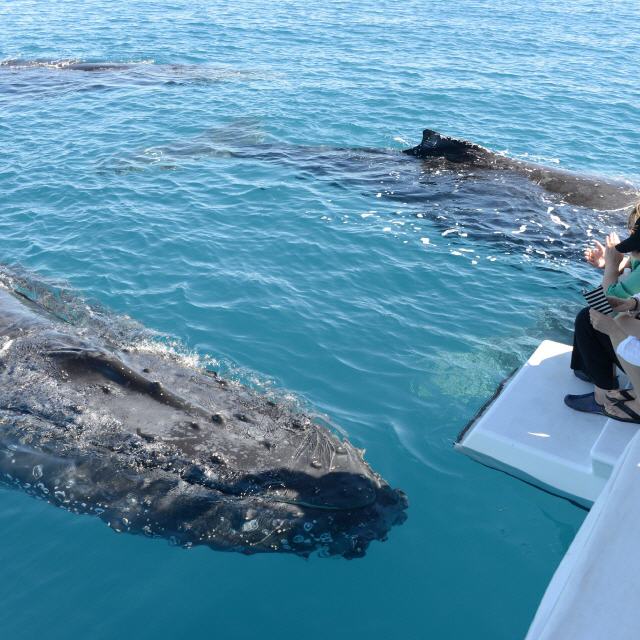 Australien: Whale-Watching und Schwimmen mit Walen