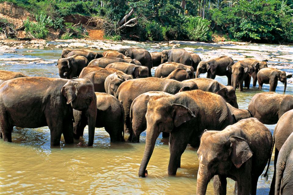Sri Lanka: Elefanten hautnah erleben