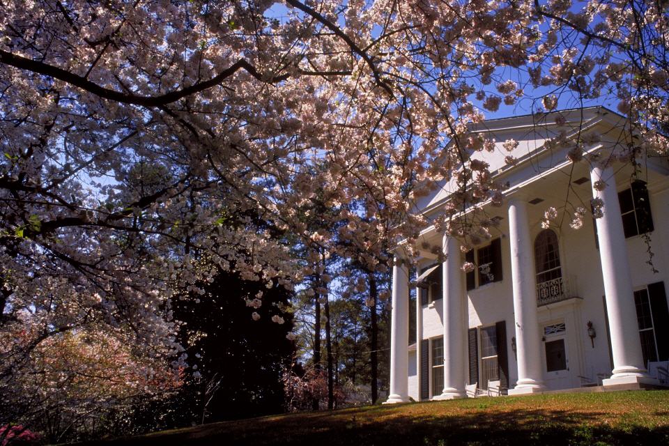 USA: Kirschblütenfestival in Washington