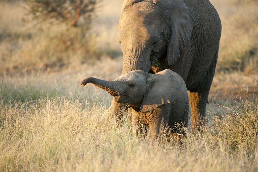 Elefantenkuh mit ihrem Jungen