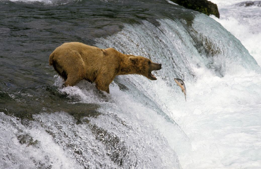 Alaska: Bär beim Lachsfischen
