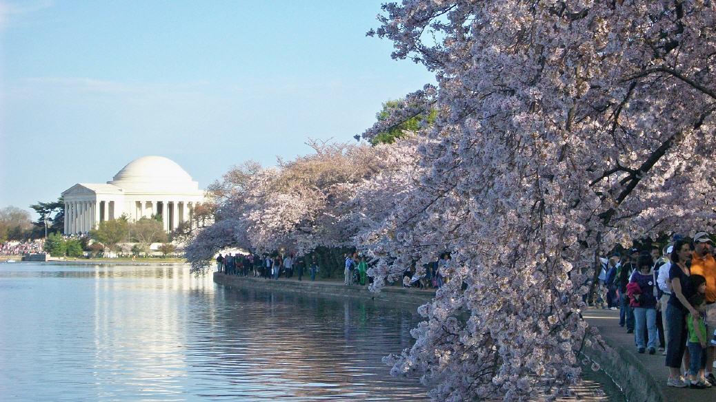 Washington - Kirschblütenpracht in der Hauptstadt